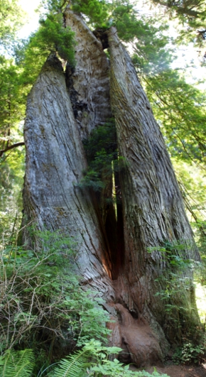 [Looking up from the base of what appears to be two trunks with a third one joining the two about 15 feet up. It's all part of one tree.]